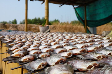 Gourami is a type of freshwater fish. The scientific name is Trichogaster pectoralis in the fighting fish family. Osphronemidae has a shape similar to the giant snakehead fish (T. trichopterus), which