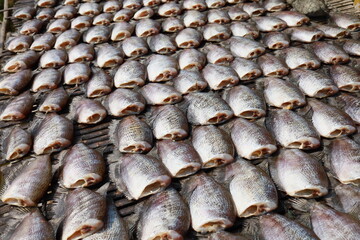 Gourami is a type of freshwater fish. The scientific name is Trichogaster pectoralis in the fighting fish family. Osphronemidae has a shape similar to the giant snakehead fish (T. trichopterus), which