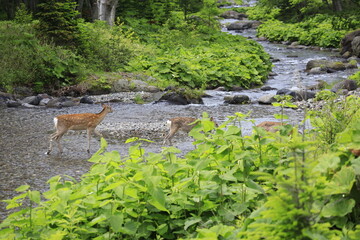初夏の知床半島 イワウベツ川を鹿の親子が渡って行きます
冬毛から夏毛に生え変わるこの季節
新緑の鮮やかな北海道の大自然です