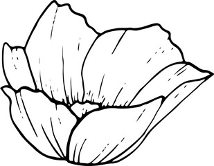 Field anemone black and white graphic illustration. Spring flower for coloring pages, greeting cards and wedding design