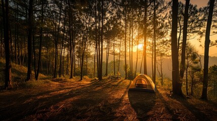 Camping and tent under the pine forest in sunset at north of Thailand