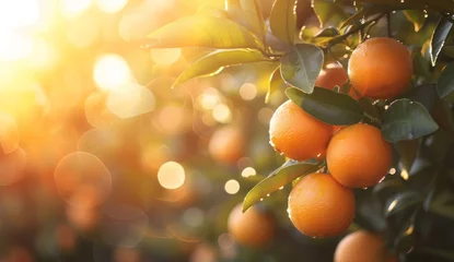 Poster An orange tree, with oranges on it, is captured at daytime with sunset, showcasing bokeh panorama and landscape photography. © Duka Mer