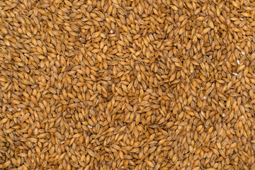 Ripe yellow ground wheat grain.