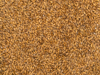 Ripe yellow ground wheat grain.