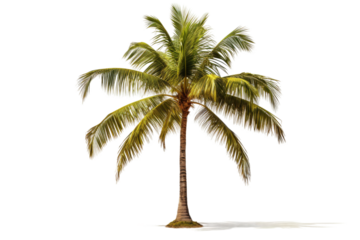 Palm Tree on. A single palm tree stands tall against a plain white background. Its green fronds and textured trunk are prominently displayed in this minimalist composition.