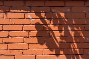The shadows of a tree on the wall.