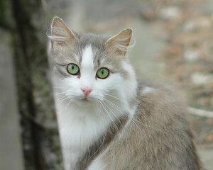 Naklejka na ściany i meble A beautiful cat with attentive eyes