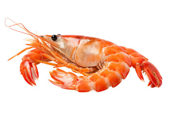 Close Up of a Shrimp. This close-up presents a detailed view of a shrimp on a plain white background. on White or PNG Transparent Background.