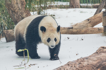 The cute giant panda in Wuhan Zoo