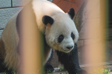 The cute giant panda in Wuhan Zoo
