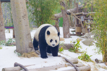 The cute giant panda in Wuhan Zoo