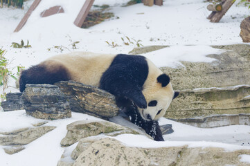 The cute giant panda in Wuhan Zoo