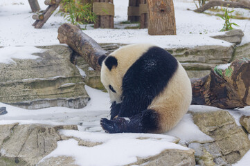 The cute giant panda in Wuhan Zoo