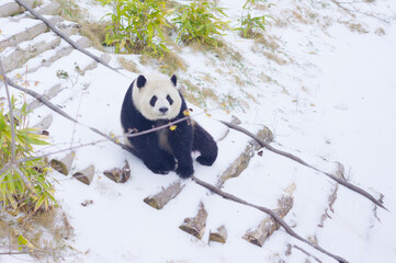 The cute giant panda in Wuhan Zoo