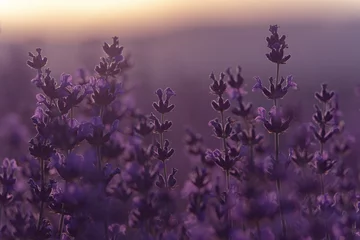 Gardinen Lavender flower background. Violet lavender field sanset close up. Lavender flowers in pastel colors at blur background. Nature background with lavender in the field. © svetograph