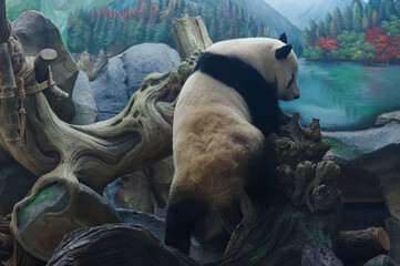 The cute giant panda in Wuhan Zoo