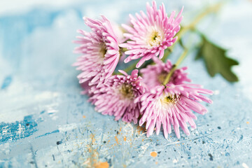 Pink flowers on a blue picturesque oil painting background close up. Spring Mockups with pink Gerberas. Layout. Easter pastel background