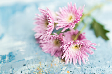 Pink flowers on a blue picturesque oil painting background close up. Spring Mockups with pink Gerberas. Layout. Easter pastel background