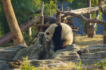 The cute giant panda in Wuhan Zoo