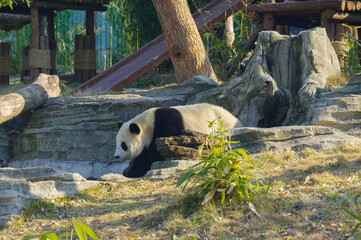 The cute giant panda in Wuhan Zoo