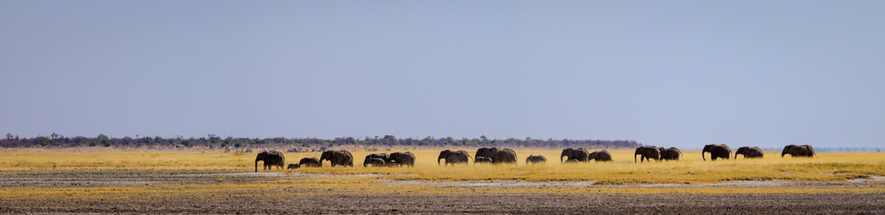 Elephant herd in Etosha pan - obrazy, fototapety, plakaty