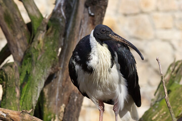 Straw-necked ibis portrait close-up at the Prague Zoo.