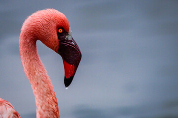 Lesser flamingo © S.Periquet-Pearce