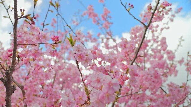 Blooming blossoms of sakura cherry tree in sunlight against blue sky, springtime.