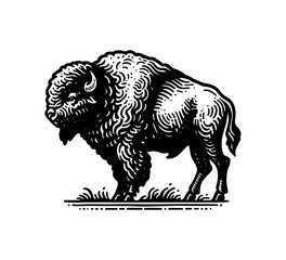 American Bison vintage illustration hand drawn graphic