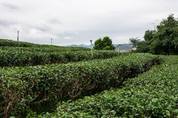 Fototapeta na wymiar landscape view of choui fong tea plantation with blue sky at Chiangrai province, Northern of Thailand