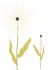 Antique color plant flower illustration: Dandelion (Taraxacum officinale)