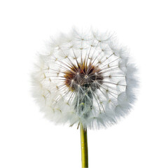 Fluffy Dandelion Blossom in White Nature: Isolated Seed Head with Green Stem, Surrounded by Blue Sky, Embracing the Beauty of Summer and Spring Growth