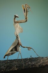 Praying mantis