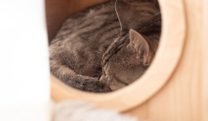 小屋の中で眠る猫　サバトラ猫