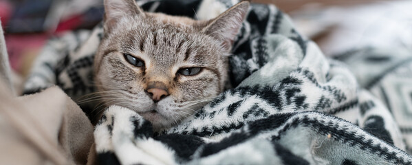 毛布に包まる猫　シャムトラ猫