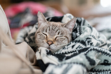 毛布に包まる猫　シャムトラ猫