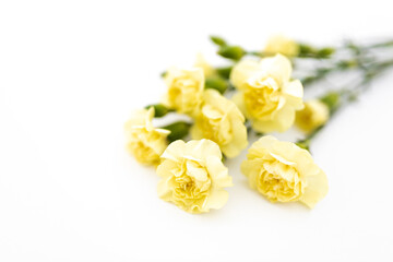 Yellow  flowers close on a clear white background. Mother's Day card. Spring and summer background. Presents for woman. Mockup. Layout. 