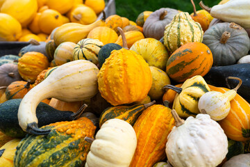 Mix of different-sized pumpkins at a pumpkin patch and festival in Germany