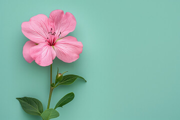 Pink flower on solid green background with copy space.