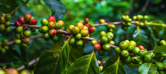 Close up coffee cherries on tree in coffee plantation, agriculture concept