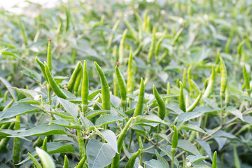 Fresh organic green chili plant in the farm for seasoning or agricultural product