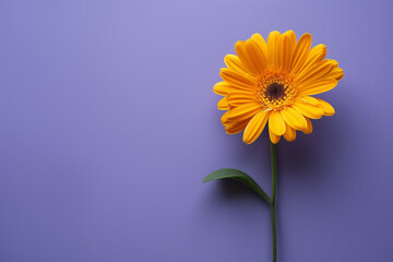 Yellow flower on solid purple background with copy space.