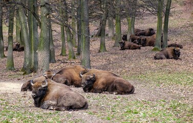Fototapeta premium Herd of European bison (Bison bonasus) resting in a meadow, best photo. Animal power and dominance. Wildlife scene from nature.