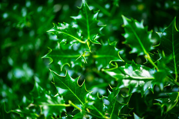 Fototapeta na wymiar Image of very shinny everygreen holly or Ilex without red berries, clearly showing spikes on leaves