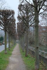 FU 2023-02-20 HennMerten 39 Der Weg führt durch kahle Bäume