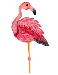 Pink flamingo. Watercolor illustration. Isolated element