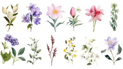 Set of watercolor wildflowers painting isolated on clear png background and transparent background. Fresh and nature concept for nature decorative and flower element, AI generative.
