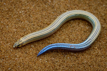 FitzSimon's burrowing skink