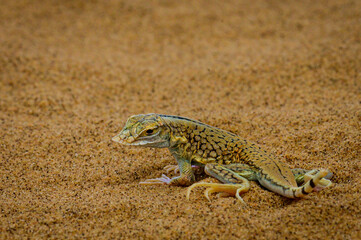 Shovel-snouted lizard