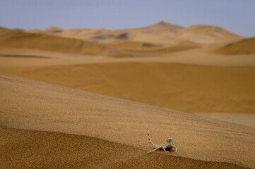 Fototapeta na wymiar Dunes in the Namib desert